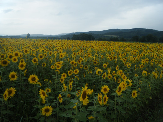 694468 (a): :2048x1536